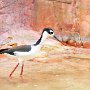Black Necked Stilt